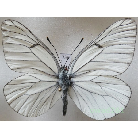 Aporia crataegi (Linnaeus, 1758) male Poland73e